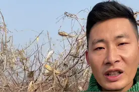 萝藦是一种古老的植物古称芄兰、别名嘎啦飘、羊婆奶、婆婆针线包等，大家那边都是如何叫它的呢？#萝藦 #我的农村生活 #科普植物 #草本植物 @抖音短视频 @抖音自然视频封面