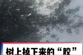 小朱带您了解树上掉下来的黏液是什么@抖音短视频 #三农 #科普一下 #涨知识视频封面