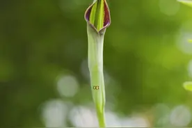 “五月半夏生，盖当夏之半”。普遍但是不普通的一种植物#半夏 #大自然的馈赠 