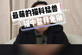 最萌的猫科猛兽兔狲！#冷知识 #一本正经的搞笑 #动物 #知识先锋计划 