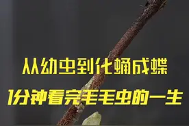 从幼虫到化蛹成蝶，1分钟看完毛毛虫的一生