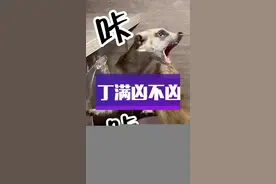 狐獴凶起来时的叫声你们肯定没听过！#丁满#狐獴#细尾獴#土拨鼠 #萌宠出道计划 #动物的迷惑行为 @DOU+小助手 #猫鼬
