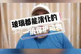 玻璃都能消化的一级保护动物玳瑁#奇妙知识在抖音 #海龟 #奇葩冷知识 #段子手 