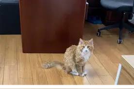 大家听一听我这七只猫哪只叫的最好听？