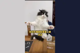 这次粉碎了反猫德联盟发起的第二波攻击