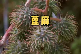 又见蓖麻，在野外荒地的黄泥土上，肆意的生长着。虽然都知道它有毒，但它也是重要的工业油料作物哦！#大自然的馈赠 #乡村守护人 #新农人计划2022