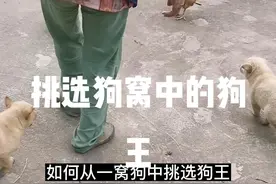 #广西土猎犬 #狗狗 #萌宠 #中华田园犬 #土猎犬 ##520为爱健身 #dou动计划 ，用最简单的方法就可以挑选一窝狗中聪明的狗王，方法1主人叫唤的时候会看着主人那个视频封面