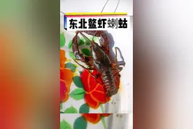几近灭绝的物种，又重新回到大众视野，说明大兴安岭林区生态保护效果显著。你有多久没见过这种珍贵的蝲蛄了？#科普 #蝲蛄 