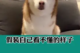 我目睹了全过程…它所有的尴尬我都看在眼里🤫#萌宠萌宠萌宠 #vlog萌宠日常 #二哈视频封面