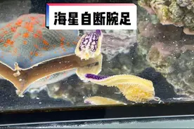 这海星分解了以后还会爬，太吓人了@海王大大赫
