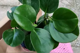 碧玉又叫电脑宝贝，如果养不好，尽量避免这1点@抖音短视频 #桌面盆栽 #花卉绿植视频封面