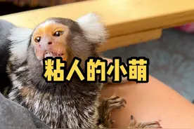 每天起床的小萌就跟暖宝宝一样粘身上了#萌宠出道计划 #泰国生活 #抖音520宠爱季 #萌宠