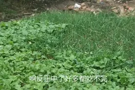 河南南阳农村小菜园:看看都种些什么菜，一年四季都不用买青菜了