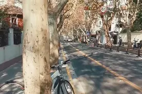 上海，魔都冬日里爱上一条沿街都是法国梧桐的马路，它一百多岁咯