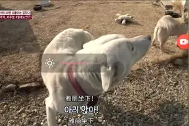 一出生就是秃头的狗狗三兄弟！唯独小母狗毛发浓密！