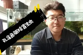 鱼频繁蹭缸 有体外寄生虫 主播使用这种万能药水 看看到底多神奇