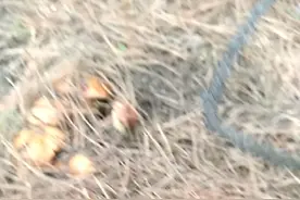 老姨夫六十多岁的人腿脚利索，采的比我和姐的加起来都多，过瘾！