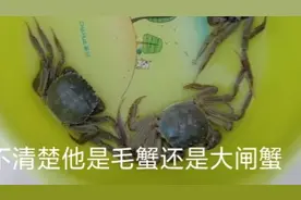 现在市场上很多把毛蟹跟大闸蟹混淆的卖，今天我就花了冤枉钱