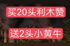 利木赞牛，一年能长1500斤