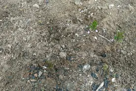 盆栽铁线莲枝条细弱长势慢开花少?教你简单高效方法半年就爆花视频封面