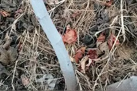 青皮无花果嫁接波姬红和金傲芬视频封面