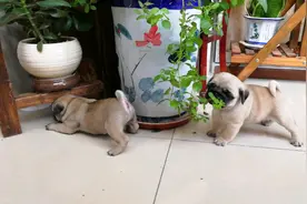 吃完饭再吃点薄荷的两个小巴哥