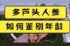 人参好不好贵在年龄！长白山参客教你如何鉴别年龄。