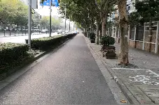 上海的法国梧桐真美