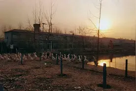 养种鹅并没有那么难，对场地要求很简单，小农庄实地带您看一看