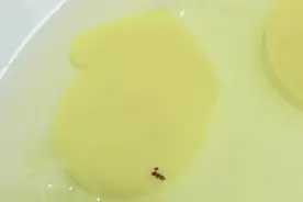 鸡蛋里的寄生虫