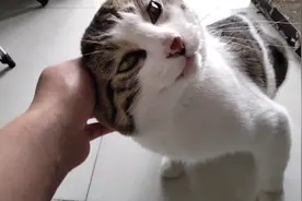 猫咪对着主人的手一通猛蹭，结果咬主人一口…