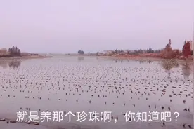 发现鱼塘上面漂了很多瓶子，原来它们的用途那么大，长见识