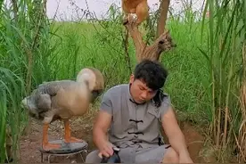 用新疆话说叫老道视频封面