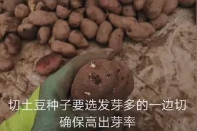 土豆种子怎么切？农村小伙有两招！切好的土豆种还要撒草木灰搅拌