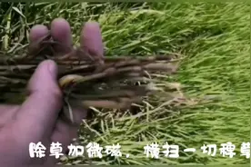 青稗，海绵稗，空心水游草，马唐的克星视频封面