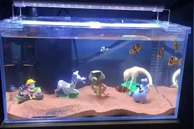 可爱的小丑鱼，自来水纯净水就可以养，非常好养