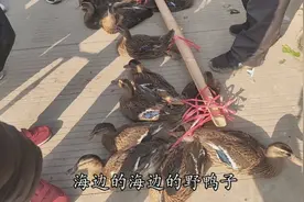 江西妹来菜市场看见有人卖野鸭 55元一只 这是什么鸭子呢视频封面