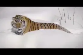 冰天雪地里，老虎居然不怕冷，误认为无人机是大鸟，拼命捕捉！视频封面