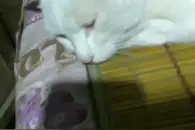 看广告买了一个联通卡  被忽悠了五元月租30G流量  一个月30元还视频封面