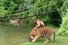 直观感受人跟老虎体型上的差距