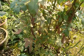 藤本月季从小苗到成株需要多长时间