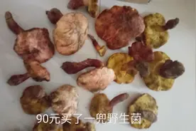 云南最毒可食用野生菌~见手青，这样烹调野生菌不怕毒！