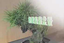 精微菖蒲盆景视频封面