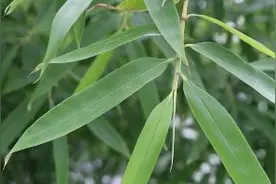 集善周勇:金竹叶作用这么大，周勇说才知道，原来如此神奇