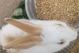 兔子界的“奇葩”？不吃草吃麦粒，真是奇怪呢！