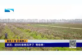 桃花也开了！武汉近500亩桃花林迎来最佳赏花期视频封面