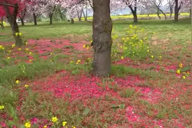 绝密档案：七五年本溪邓氏三兄弟特大灭门惨案视频封面