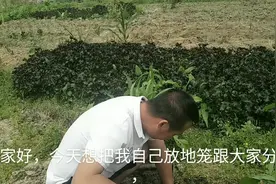 给大家分享下地笼的技巧，生手下地笼就收获多多