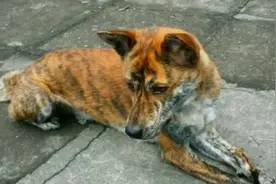 浑身虎纹的土狗，中华田园犬猎犬之王，更是优质的看家狗