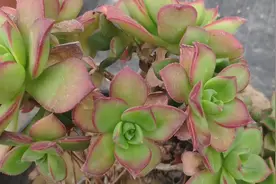 第一次见这么漂亮的红缘莲花掌，普货多肉养好了都漂亮！